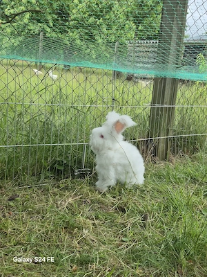 Angora Kaninchen  Männchen ( kastriert)