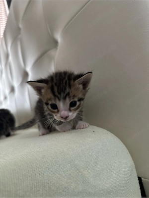 Bengalmix 