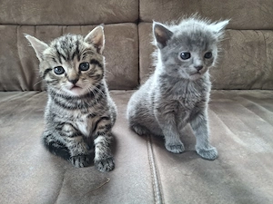 Katzenbabys BKH Mix 