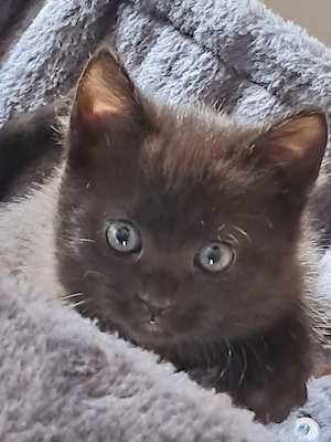 Katzenbaby bkh mix