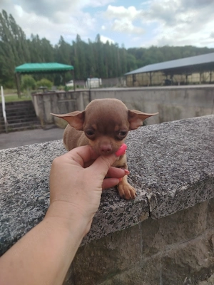Wunderschöne Chihuahua Welpen 