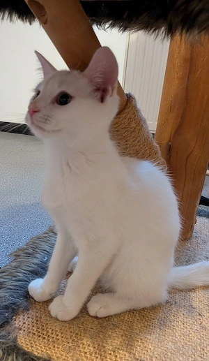 Maine Coon Mix Kitten 