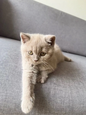 BKH Lilac Kitten sucht liebevolle Familie