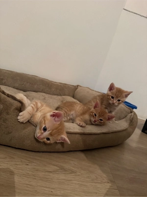 2 kitten suchen liebevolles zuhause 