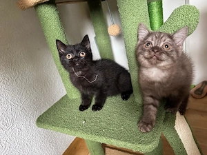2 süße BKH-Kitten in liebevolle Hände abzugeben(nur Zusammen)