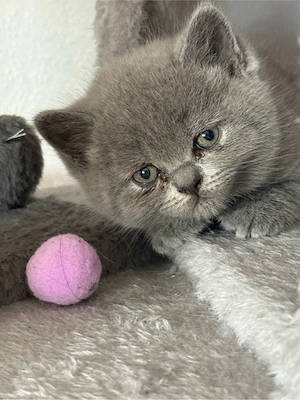 Britisch Kurzhaar Kitten