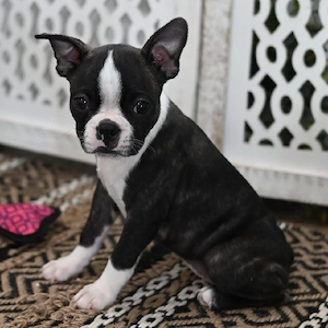 Luna   Eine bezaubernde Boston-Terrier-Hündin sucht ihr Für-immer-Zuhause