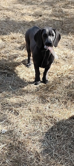 Mini Labrador Mix Hündin 1 Jahr