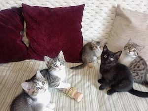 BKH Mischlingskatze sucht neue Familie