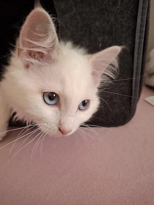 Ragdoll Heilige Birma Mix Kitten 