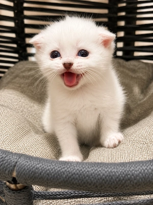 BKH-Mix Kitten    Reservierung möglich