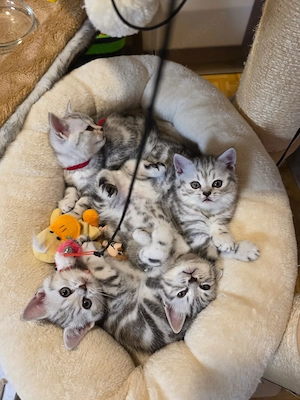 Bkh kitten wiskas  