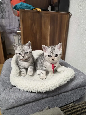 Bkh kitten wiskas  