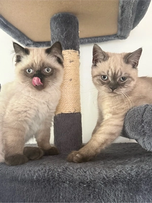 Britisch Kurzhaar & Langhaar Kitten suchen ihr Für-immer-Zuhause