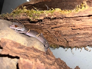Goniurosaurus Hainanensis Männchen adult