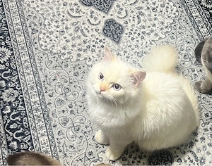 Perser Kater abzugeben   8 Monate alt, geimpft