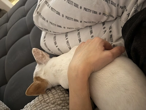Suche Chihuahua Mädchen 