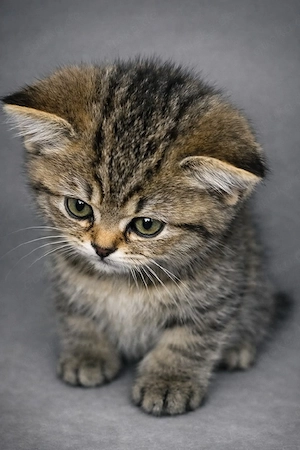 BKH Babykatze 