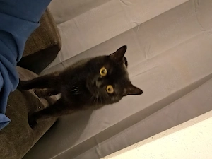 Liebevolle Katze abzugeben 3jahre