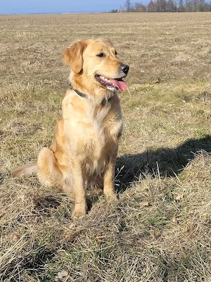  Golden Retriever  Welpen vom EKU Züchter