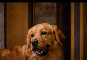  Golden Retriever  Welpen vom EKU Züchter