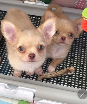 Verkaufe: Reinrassige Langhaar Chihuahua Welpen 