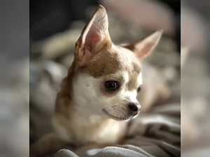 Kleine süße Chihuahua - Welpen zu verkaufen