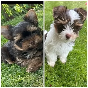 biro und schocko-tan yorkshire terrier 