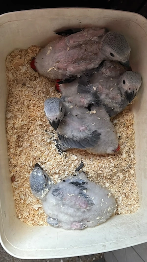 1,3 Graupapageien Jungvögel abzugeben