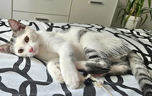 Junge Kater  3,5 Monate!!