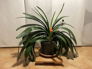 Klivie, orange blühend