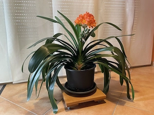 Klivie, orange blühend