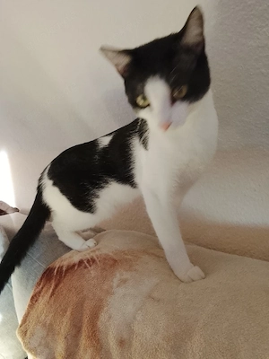 ich muss mich leider schweren Herzens mich von meiner paar Katzen drin