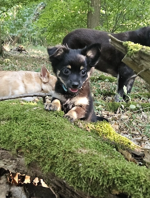 *Bandit* kleiner Labrador im Chihuahua-Pelz (vom Hundetrainer mit Zubehör und Ausbildung)