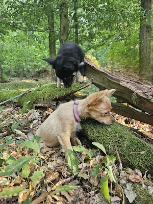 Wunderschöne Sport "Chihuahua" Welpen - vom Hundetrainer (mit Ausbildung & Zubehör)