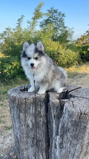 Pomsky Welpen