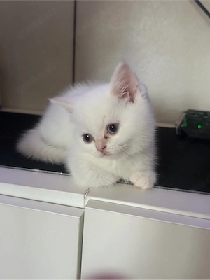     Liebevolle 3 Monate alte Kitten abzugeben