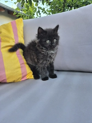 Russian Blue Mix Kitte abzugeben! Ab sofort!