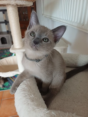 Tonkanesen kitten.