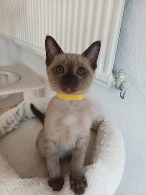 Tonkanese kitten.