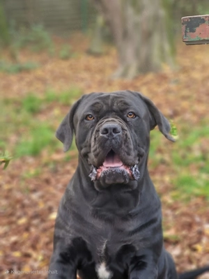 Boerboels Hündin