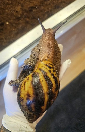 Achatschnecken Achatina achatina