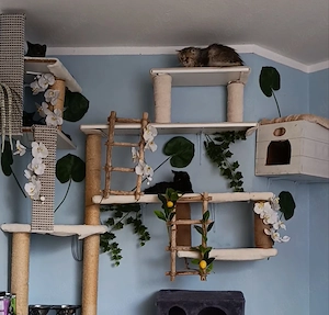 BKH mix Katzenkinder 