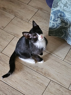 Pirat Loo sucht passendes Plätzchen