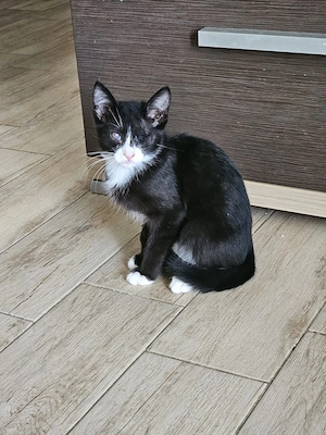 Pirat Loo sucht passendes Plätzchen