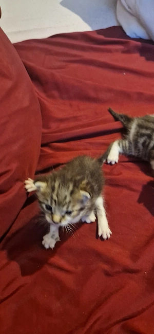 Baby Katzen 