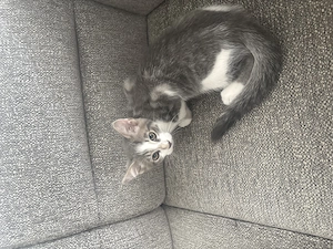 Simba sucht ein liebevolles Zuhause (Maine Coon Mix) Kitten
