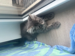 Sir Lanzelote sucht ein liebevolles Zuhause ( Maine Coon Kitten)