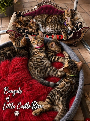Bengal Kitten