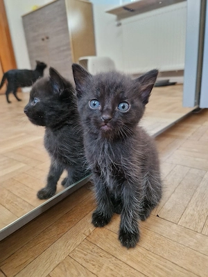 Derzeit alle Resaviert!Katzenbabys abzugeben ab 28.08